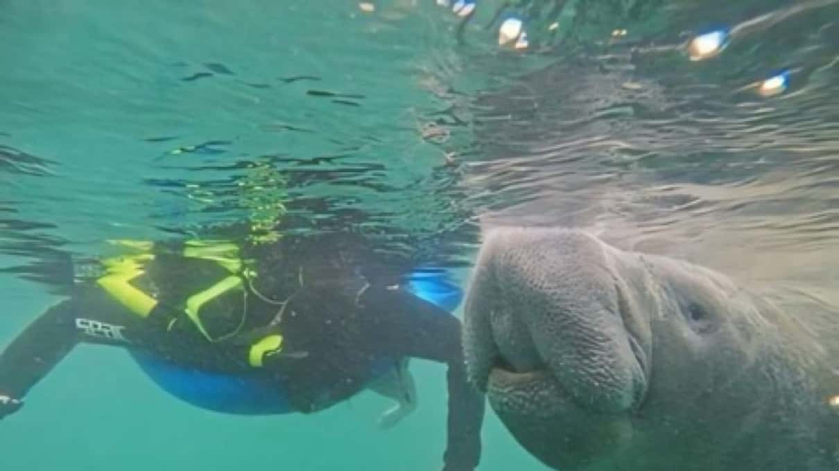 A snorkeler in a wetsuit and float belt resting at the surface above a manatee
