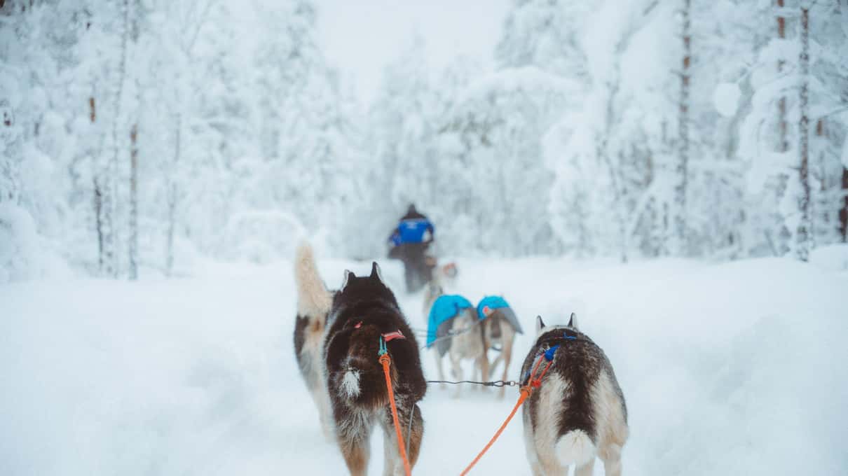 A husky team seen from behind the sled on a trail through snow-covered forest