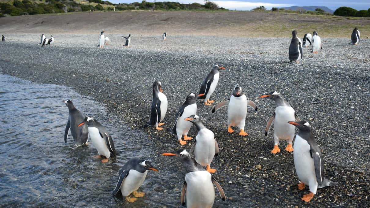 Gentoo penguins walking out of the shallow water onto a pebble beach on Martillo Island