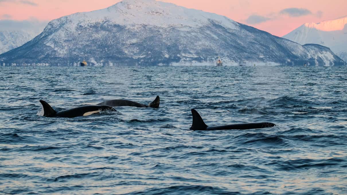 Two orcas surfacing below a snow-covered mountain lit pink at dusk