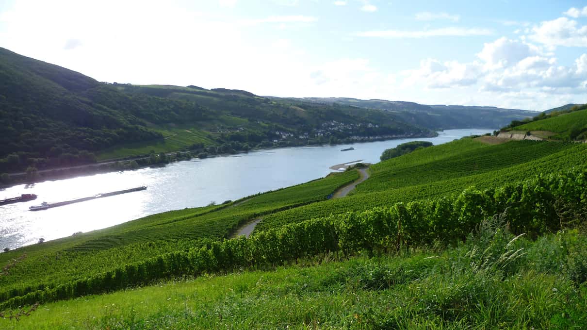 The Rhine winding between steep vineyard slopes in the Upper Middle Rhine Valley gorge