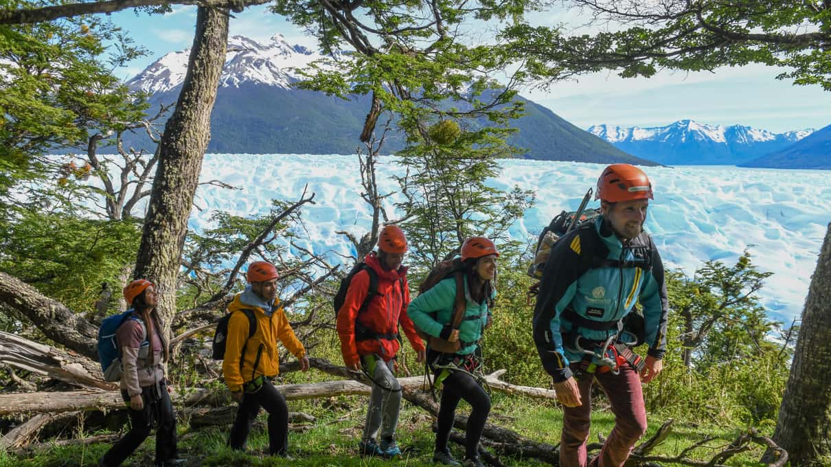 Hikers in helmets and harnesses walking through the lenga forest on the way to the glacier