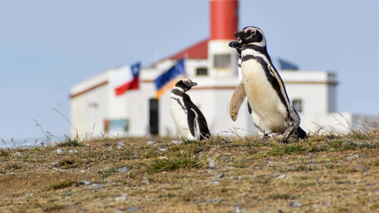 Magellanic penguins outside the white lighthouse building on Magdalena Island under a blue sky