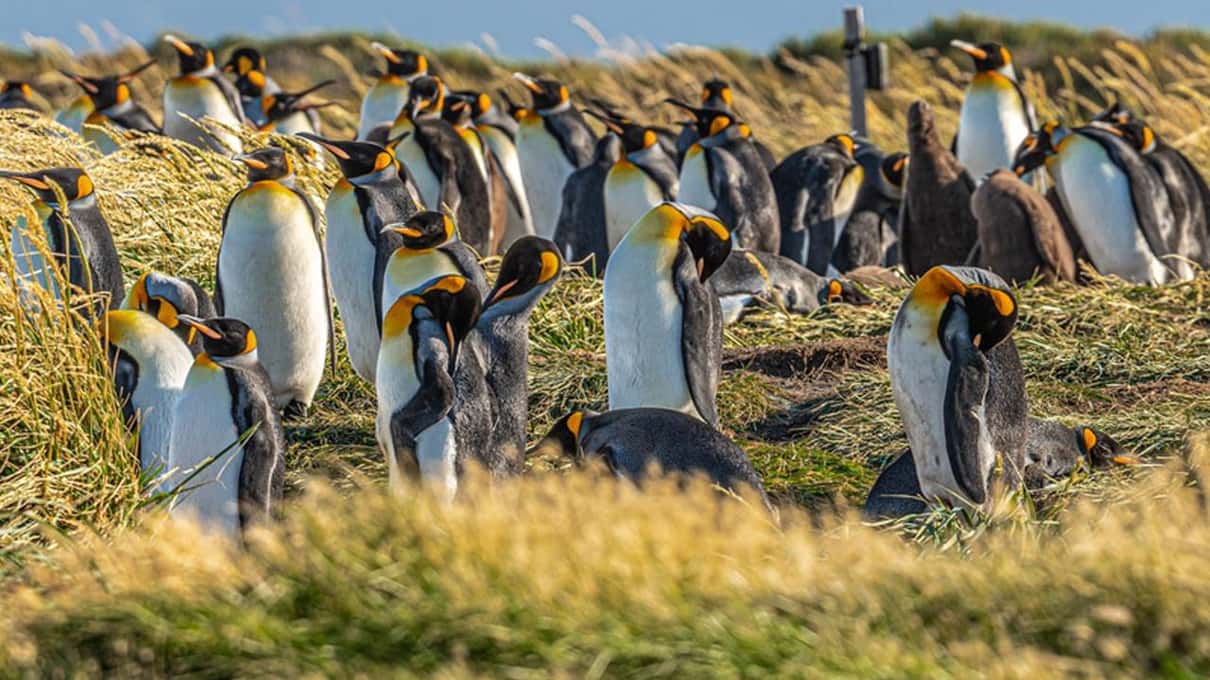 A group of king penguins standing together on the open grassy steppe of Tierra del Fuego