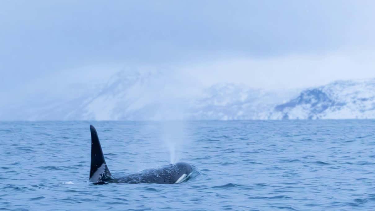 A single orca fin and its blow in calm blue water, with snow-covered coast behind
