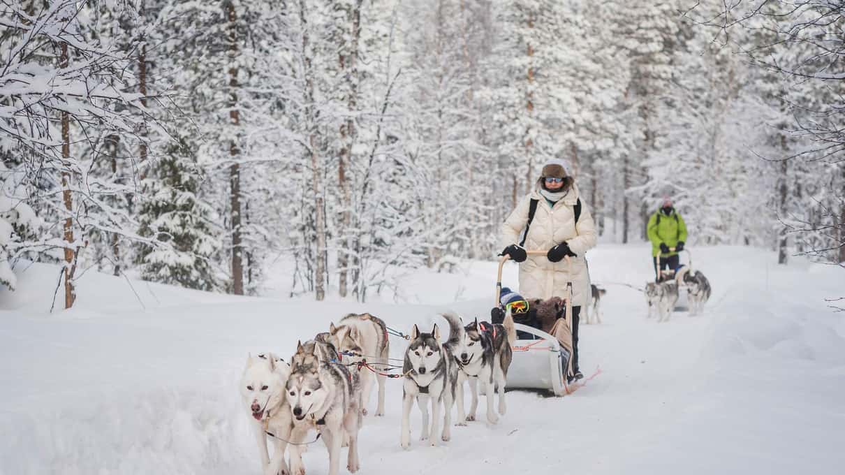 A long husky team pulling a sled through deep snow between frosted spruce trees