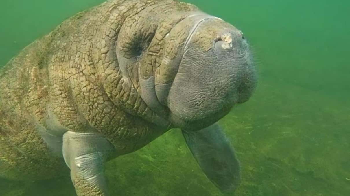 A manatee swimming close to the camera in the green water of a Crystal River spring