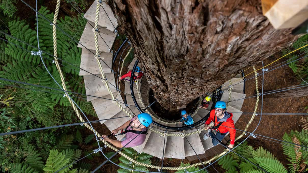 A spiral walkway wrapped around a giant redwood trunk high above the forest floor