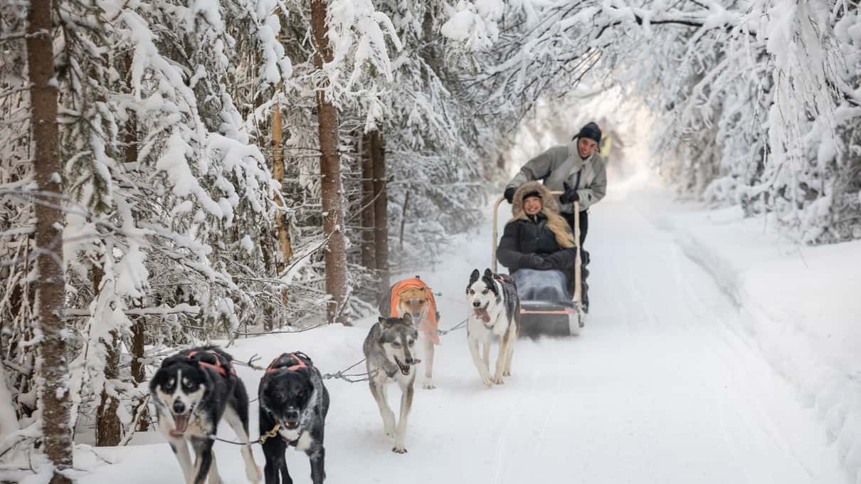 A passenger wrapped up in the sled basket with a musher standing behind, pulled through snow-laden pines