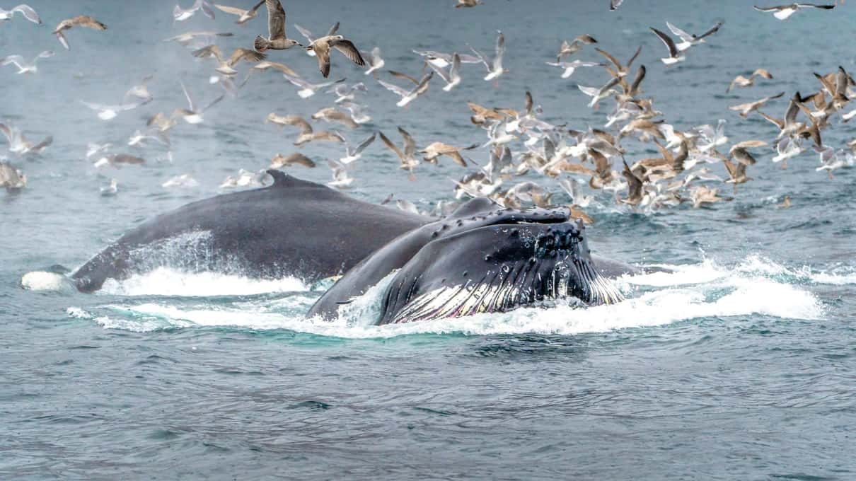 Two humpback whales lunge-feeding at the surface under a dense cloud of diving gulls