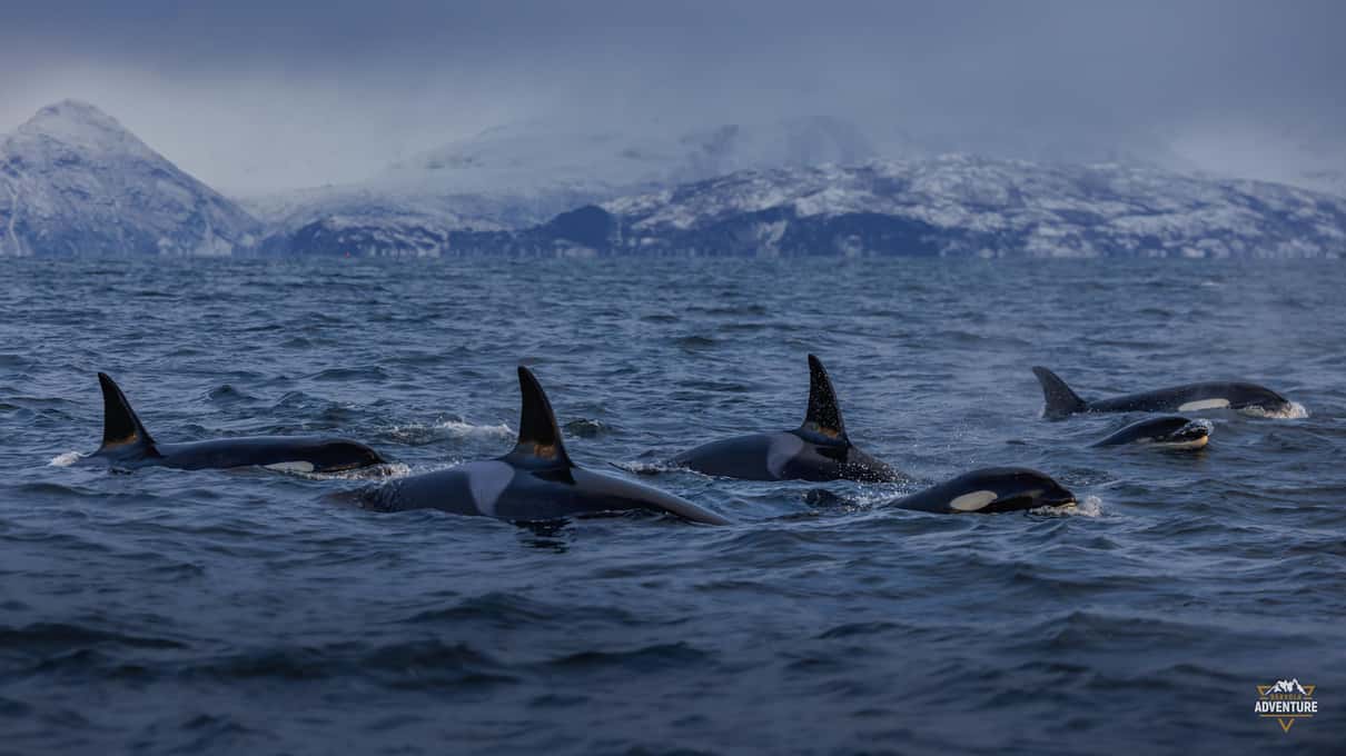 A group of orca fins in a grey fjord below low snowy hills