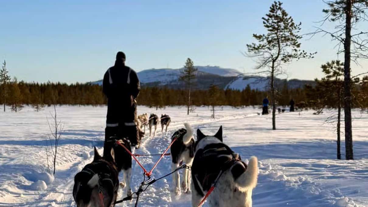 A driver standing on the runners behind a husky team on open snow, with low fells under a blue sky