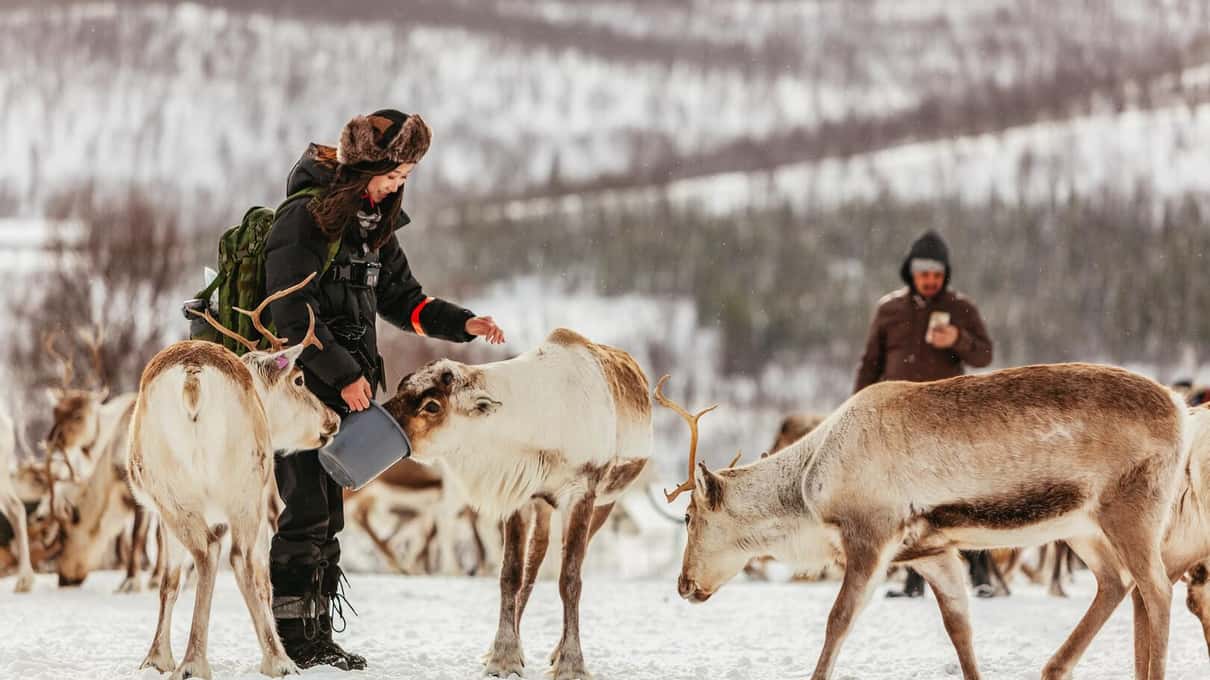 Two Sami herders in winter clothes feeding a large reindeer herd on a snowy hillside