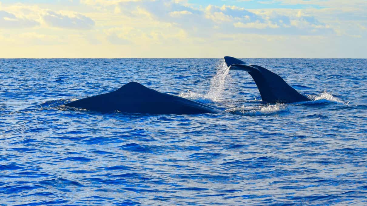 A sperm whale's back and raised fluke on a calm sea at dusk off Madeira