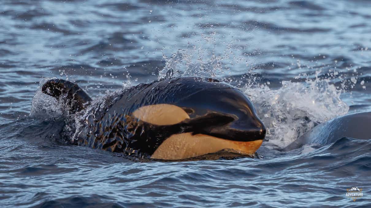 An orca surfacing close to the boat with its white eye patch and chin out of the water