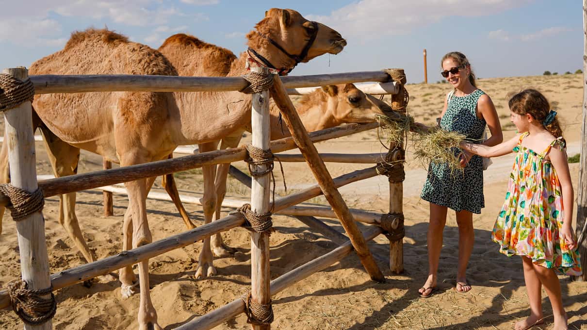 Una donna e una bambina danno il fieno ai dromedari oltre uno steccato di legno nel deserto