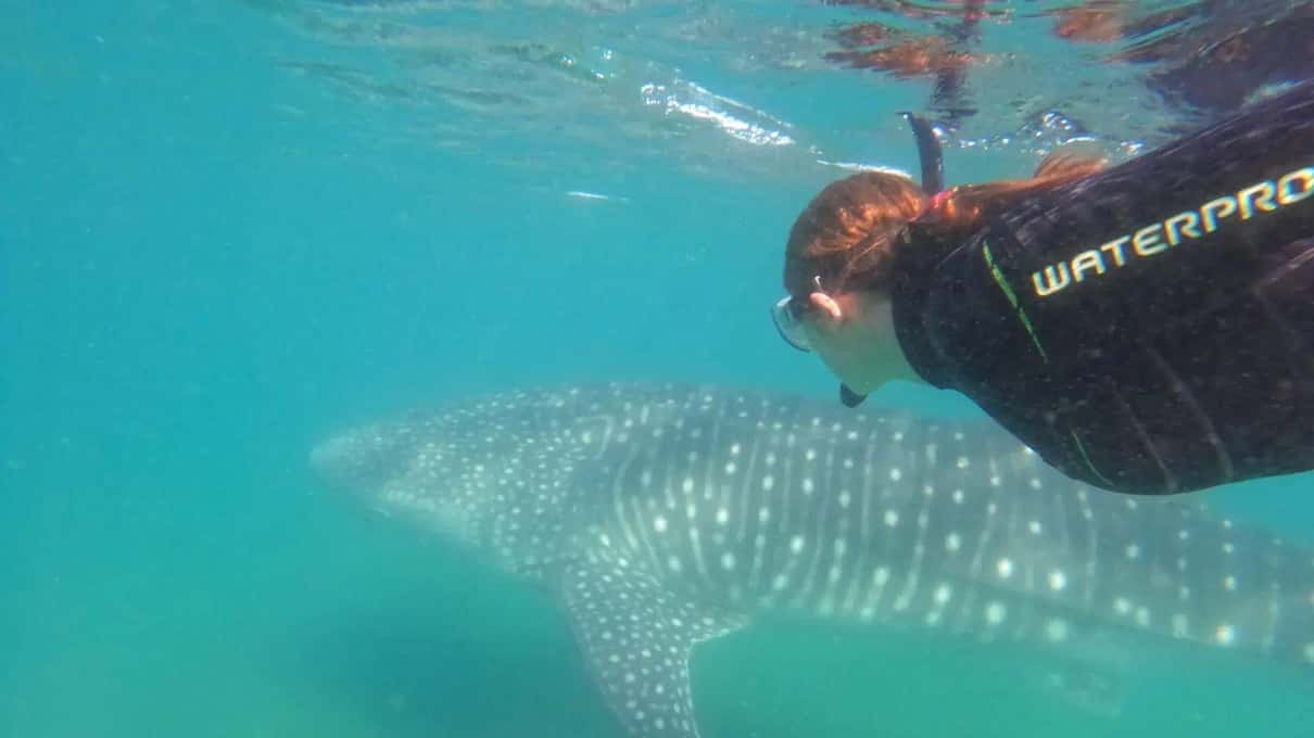 A snorkeler in a full wetsuit swimming close beside the spotted back of a whale shark in green water