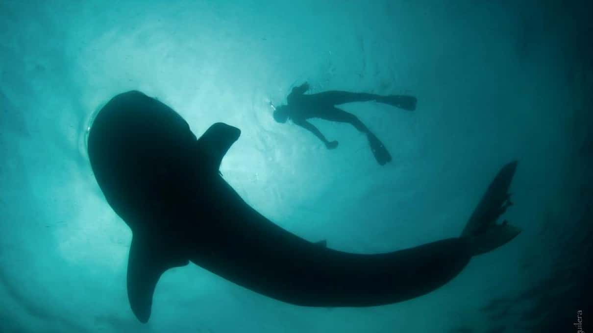 A snorkeler seen from below, silhouetted at the surface above the dark shape of a whale shark