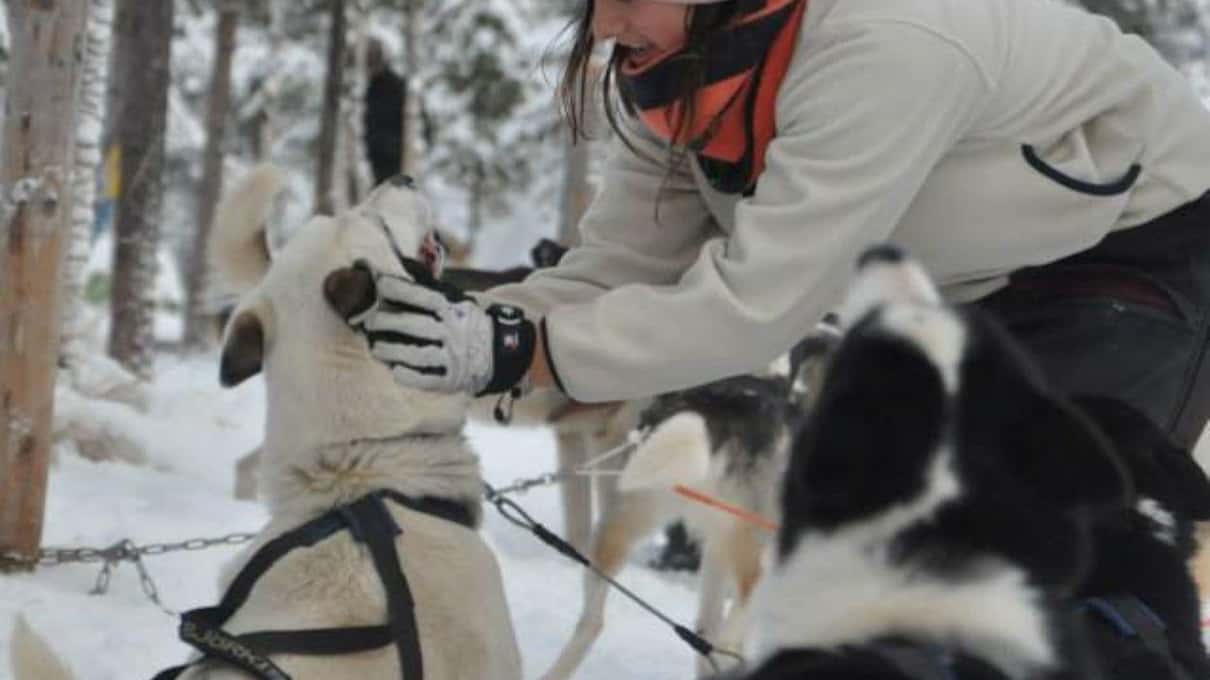A guest in a winter jacket bending down to pet a husky in its harness on the snow