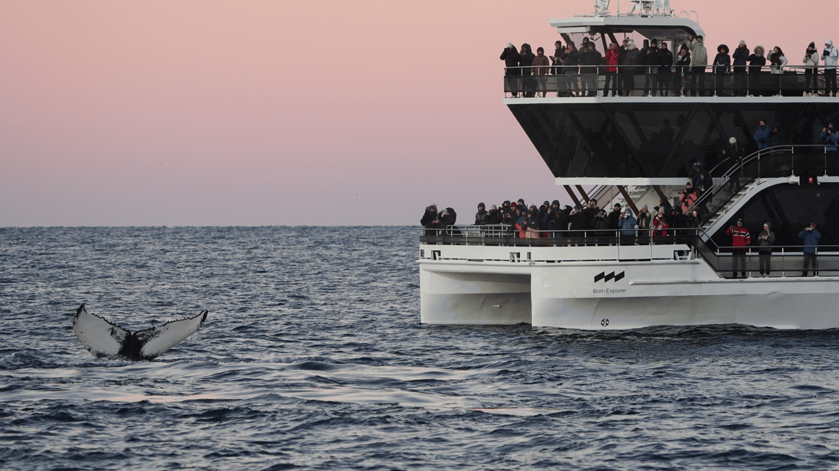 A large white hybrid-electric sightseeing boat at dusk with a whale's tail rising from the water beside it