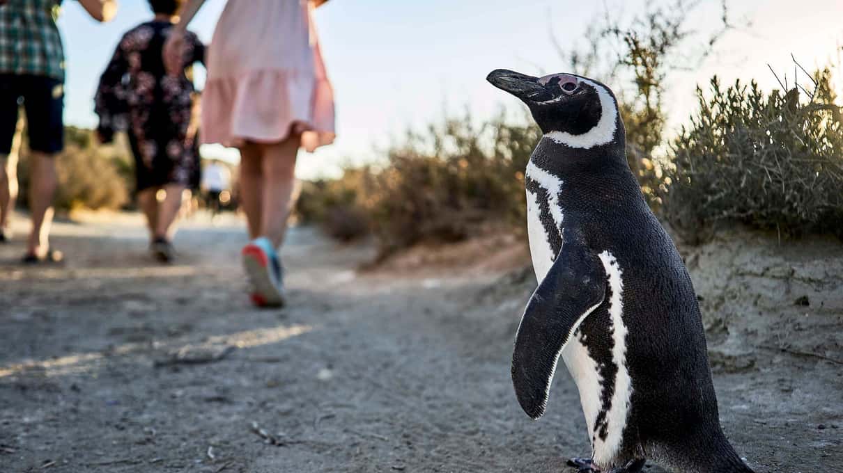 A Magellanic penguin standing on the gravel path on Martillo Island as walkers pass beside it