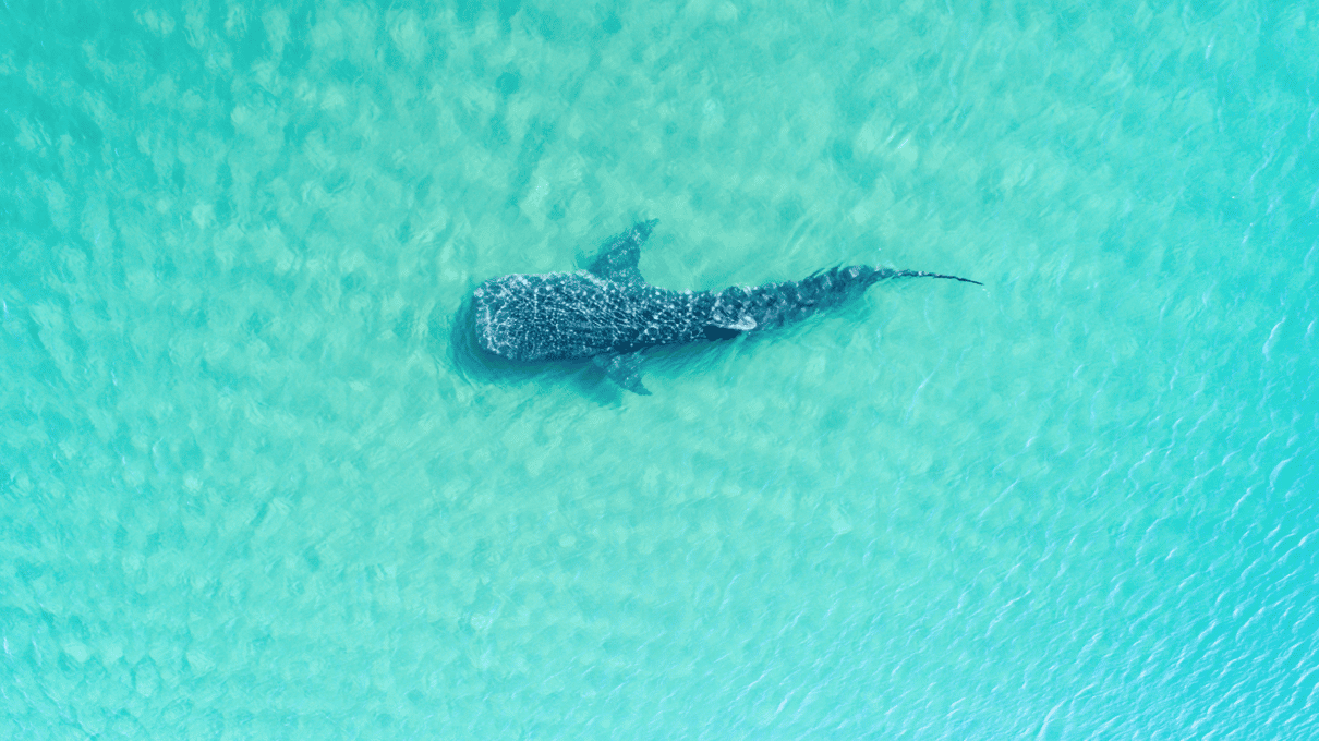 Drone view of one whale shark swimming over pale turquoise shallows in the Bay of La Paz