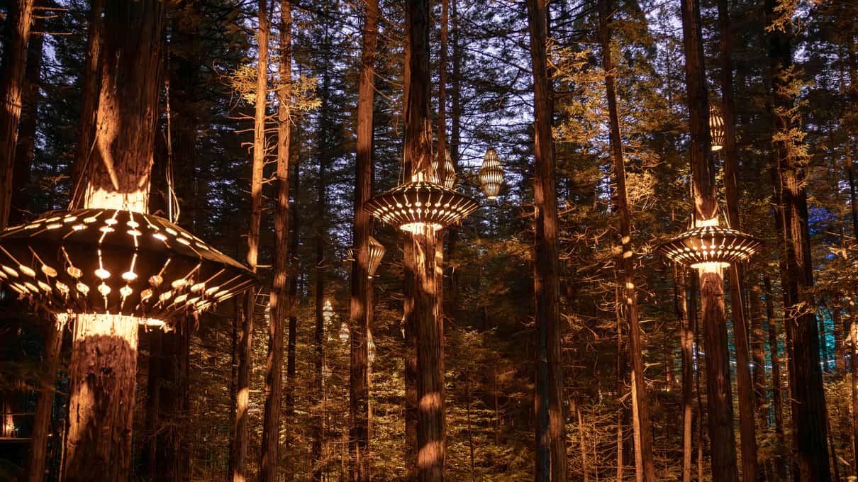 Glowing lanterns hanging between redwood trunks on the Nightlights walk in Whakarewarewa Forest