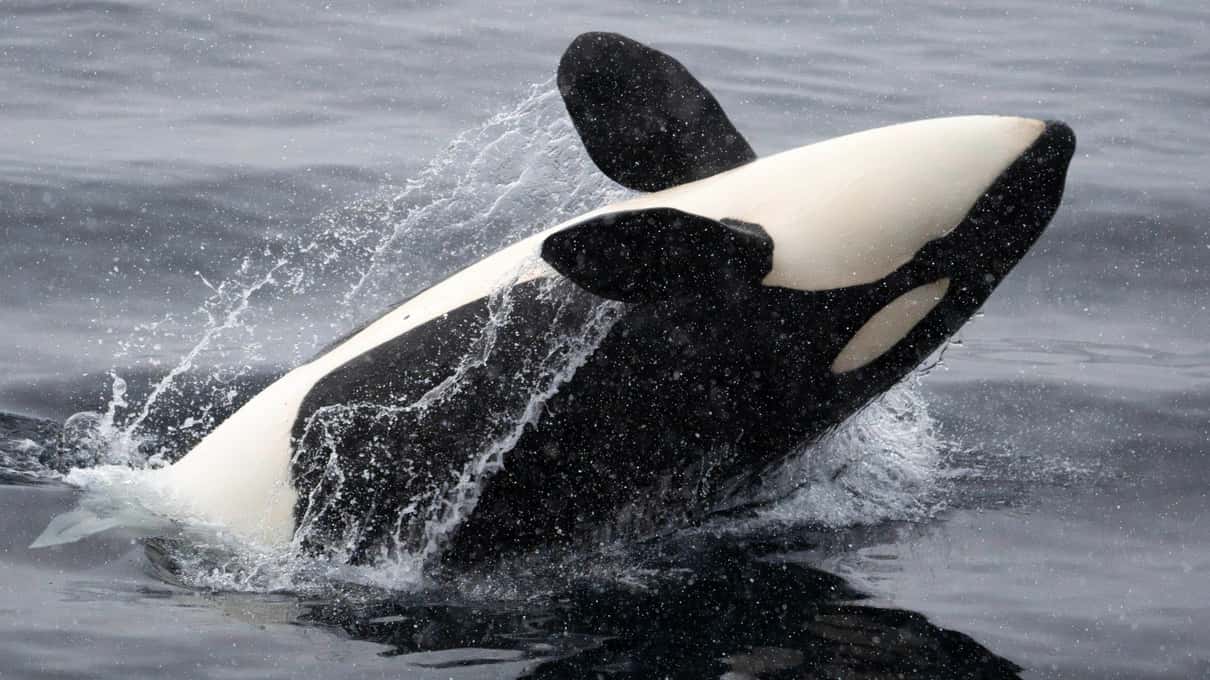 An orca leaping half out of the sea, its white belly and black dorsal fin clearly visible