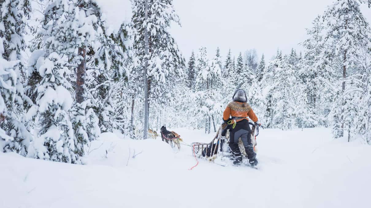 A husky sled with a passenger and musher gliding through deep snow among frosted spruce trees
