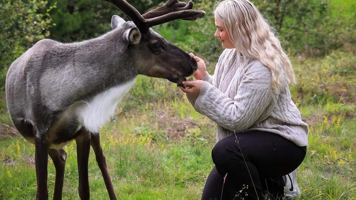 A woman crouching on the grass to stroke a reindeer with tall antlers