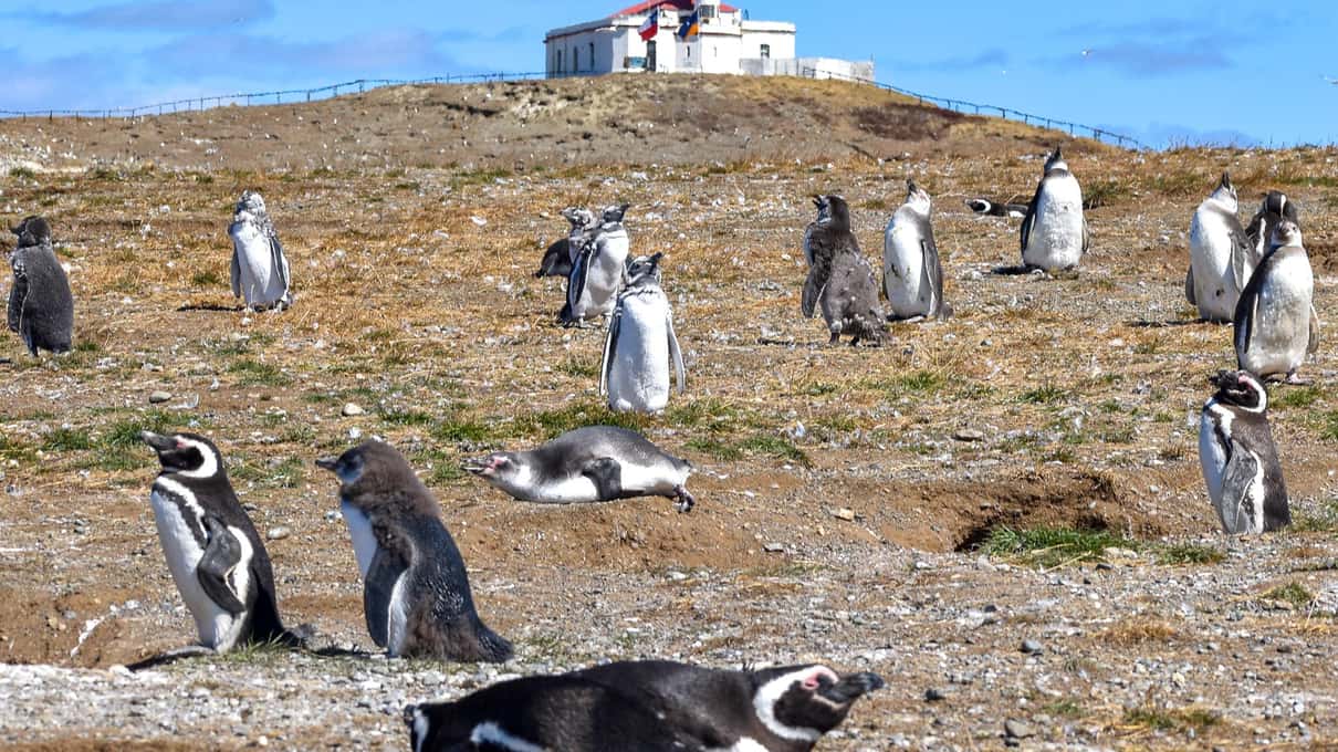 Magellanic penguins standing among their burrows on a sunny slope of Magdalena Island