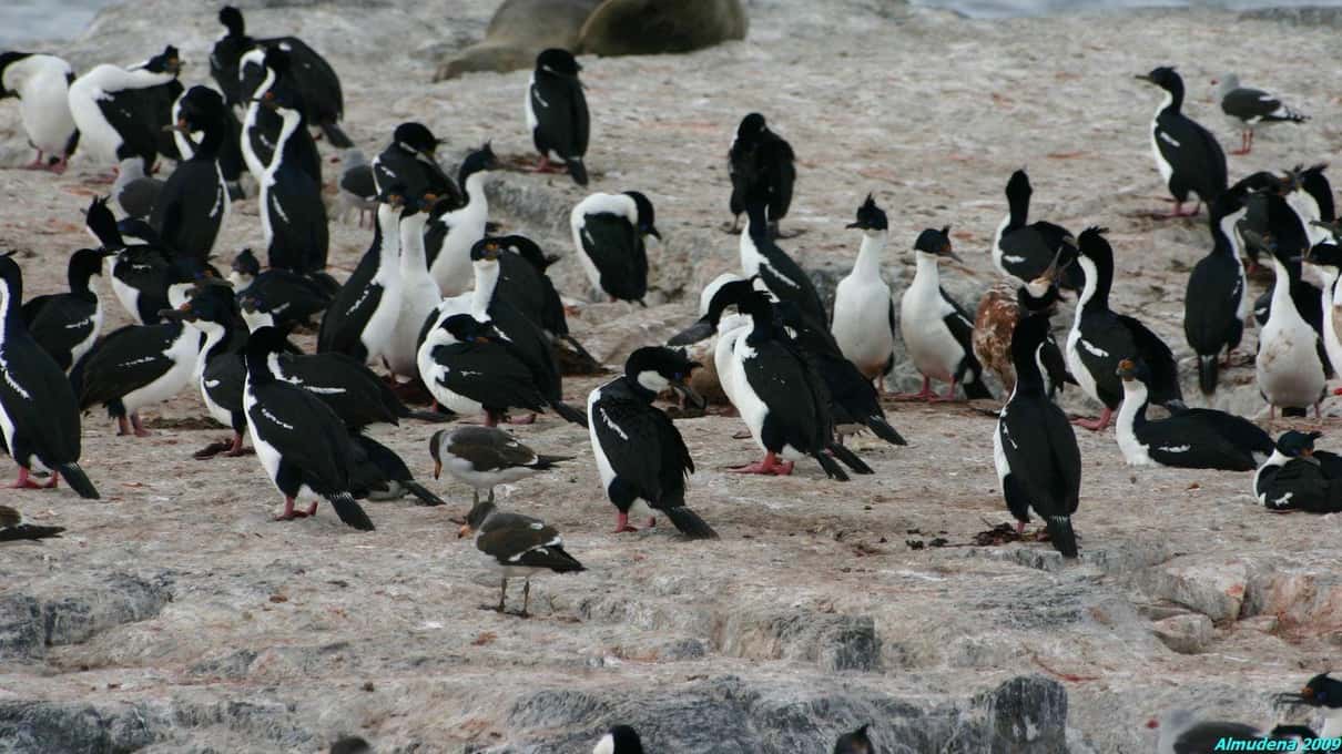 Imperial cormorants packed together on a dark rock in the Beagle Channel with sea lions resting behind them