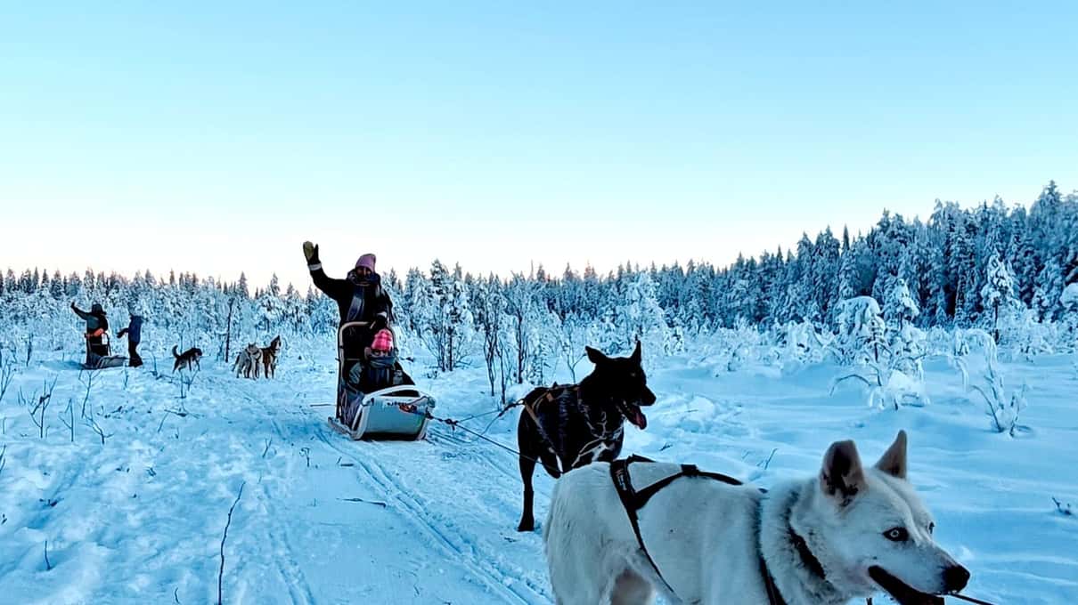 Sleds pulled by huskies on an open snowy trail under a clear blue sky with frosted spruce trees
