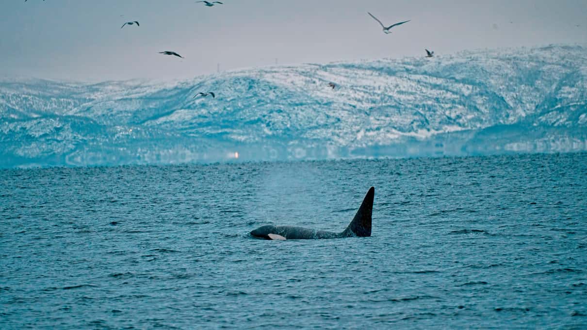 An orca's tall dorsal fin and its misty blow in a cold blue fjord, gulls overhead and a snowy coast behind