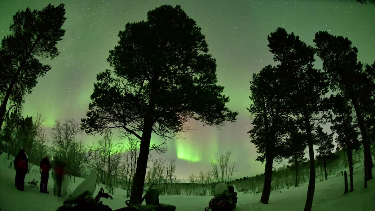 People and snowmobiles standing among tall pine silhouettes under a green aurora at night