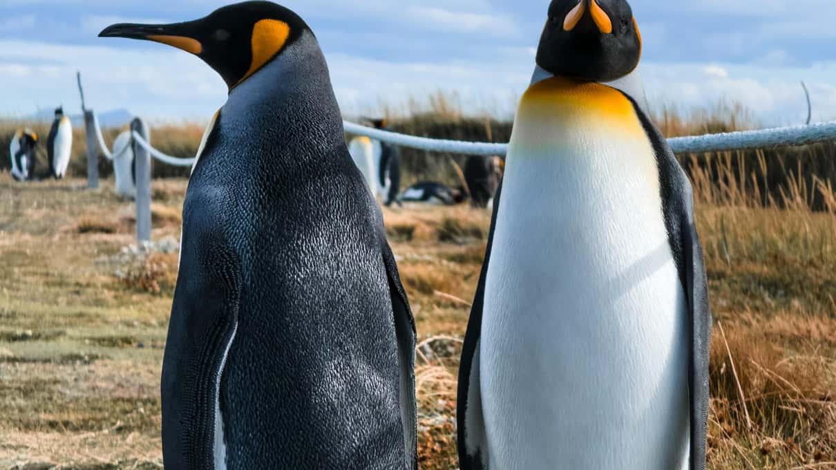 Two king penguins standing close together in Tierra del Fuego, orange patches bright on their necks