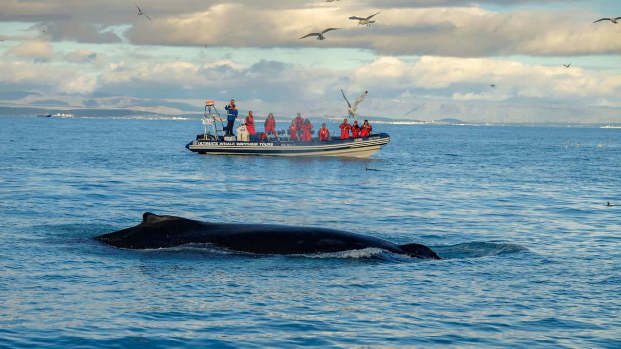 A small RIB boat with passengers watching a whale's back break the surface on a calm grey sea