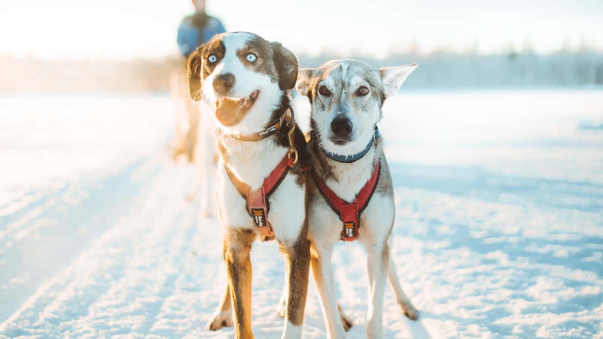 Two blue-eyed huskies in red harnesses standing side by side on a sunlit snowy trail at Apukka