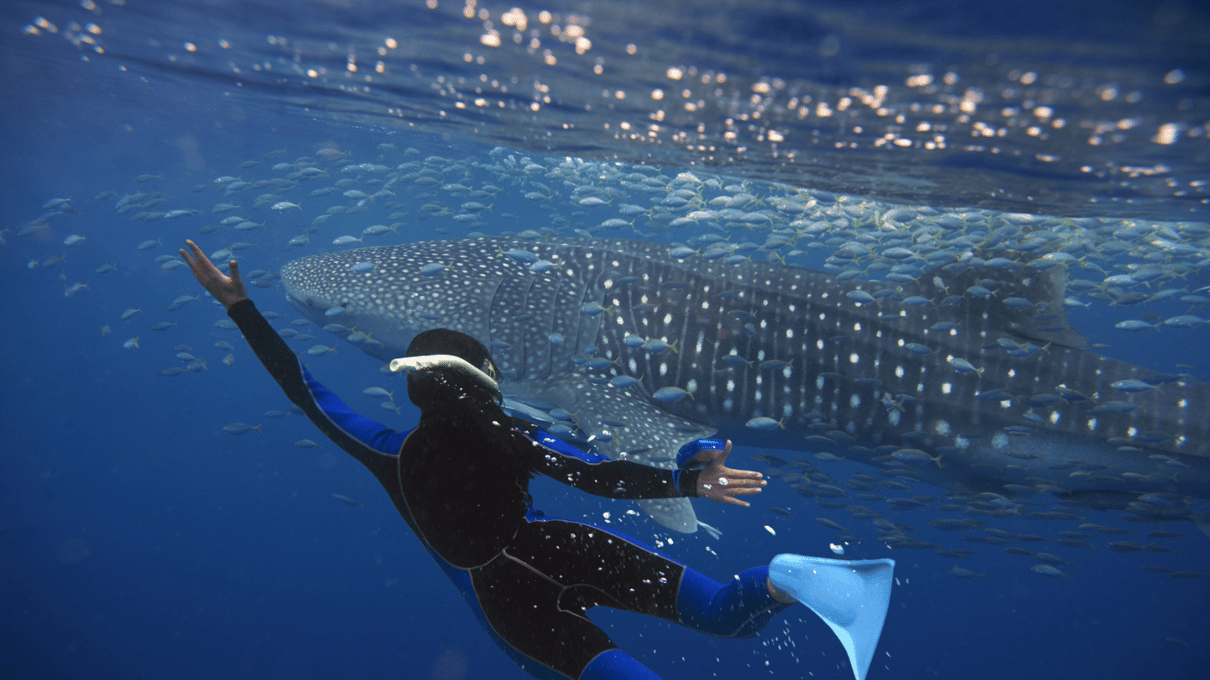 A snorkeler in a blue wetsuit swimming alongside a spotted whale shark in green water near La Paz