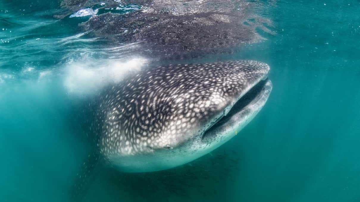A whale shark swimming head-on at the surface with its wide mouth open in green water