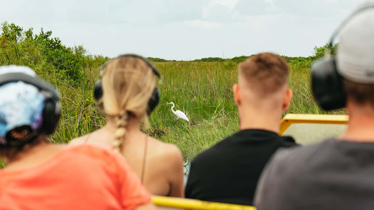 Riders in ear defenders on an airboat bench with an egret standing in the sawgrass ahead