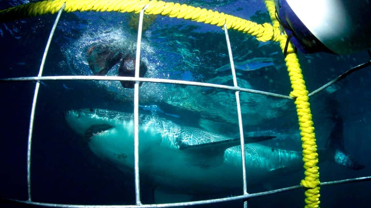 The view out through the yellow frame of a submerged cage as a shark passes in green water