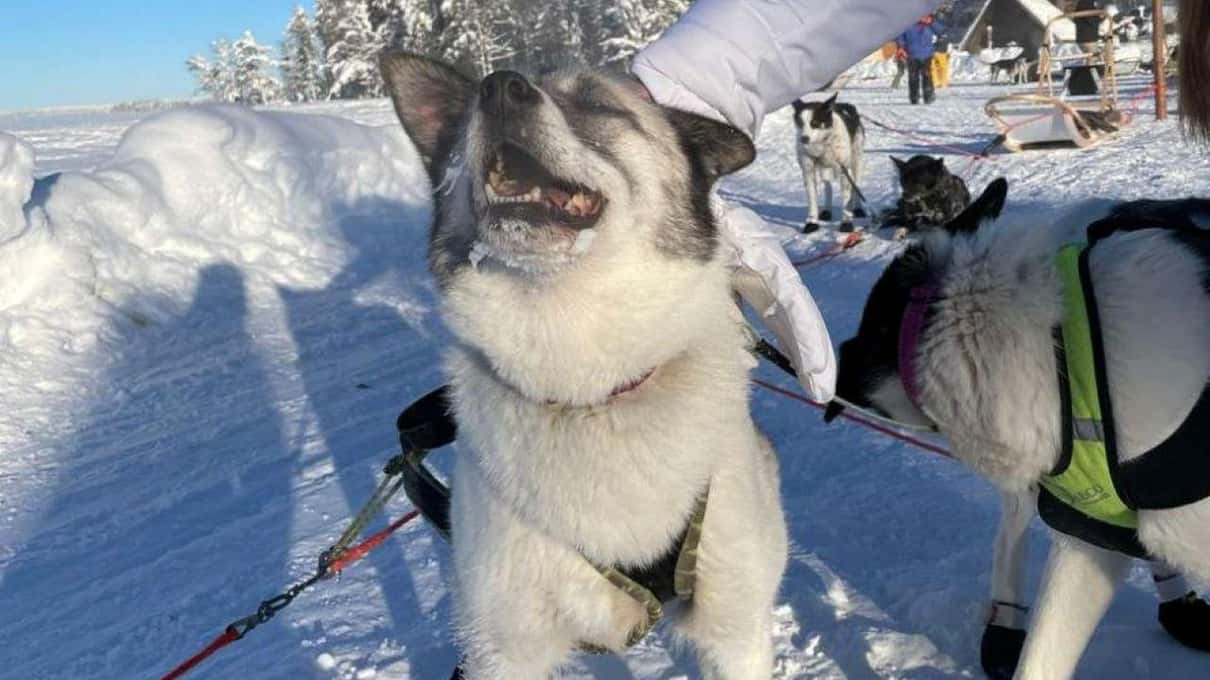 A husky in harness standing on bright snow under a clear blue sky in Lapland