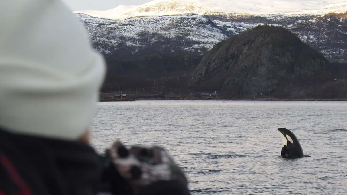 A guest in a white woolly hat photographing an orca surfacing near a dark rocky island in the fjord