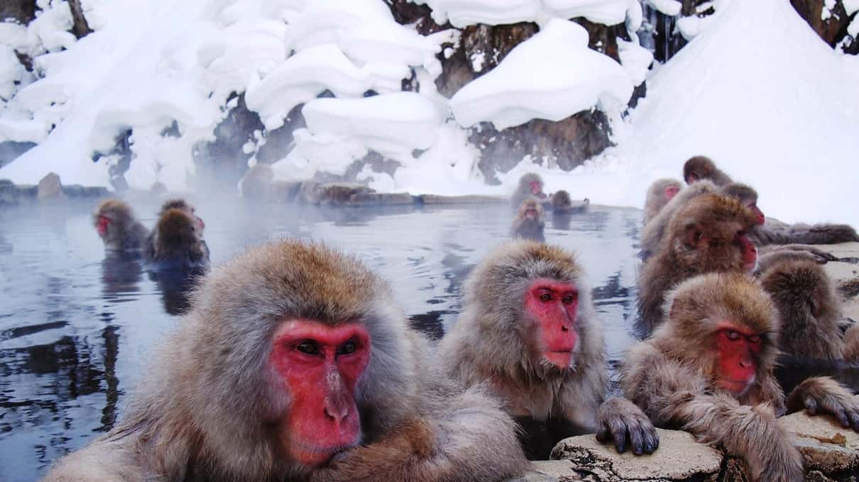 A row of red-faced macaques sitting at the edge of the pool with snowy rocks behind them