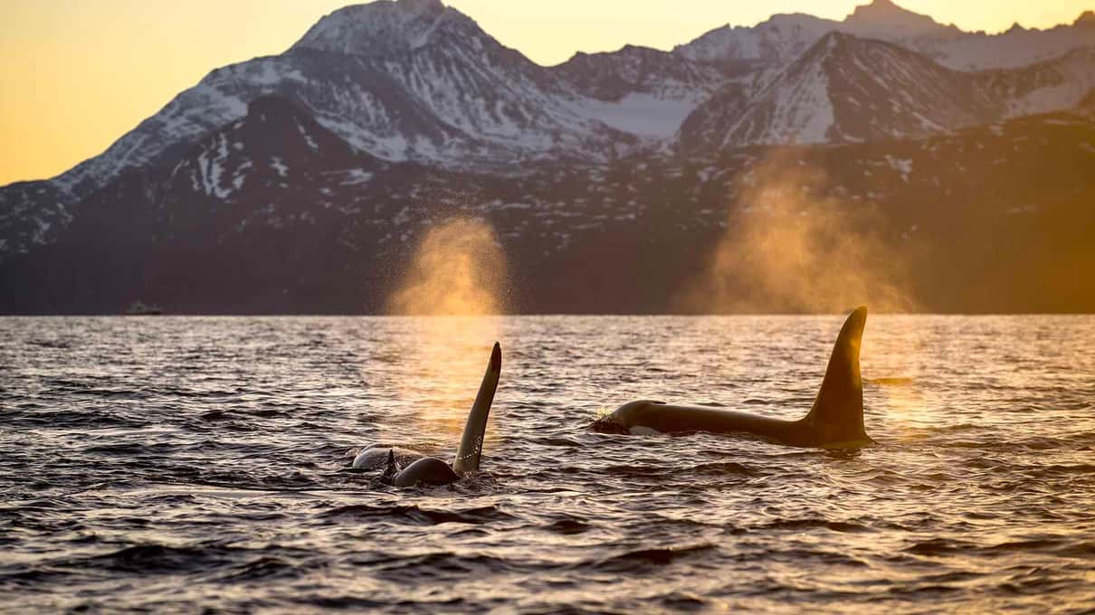 Two orca fins and their misty blows in a fjord, with snowy mountains lit gold by the low sun behind
