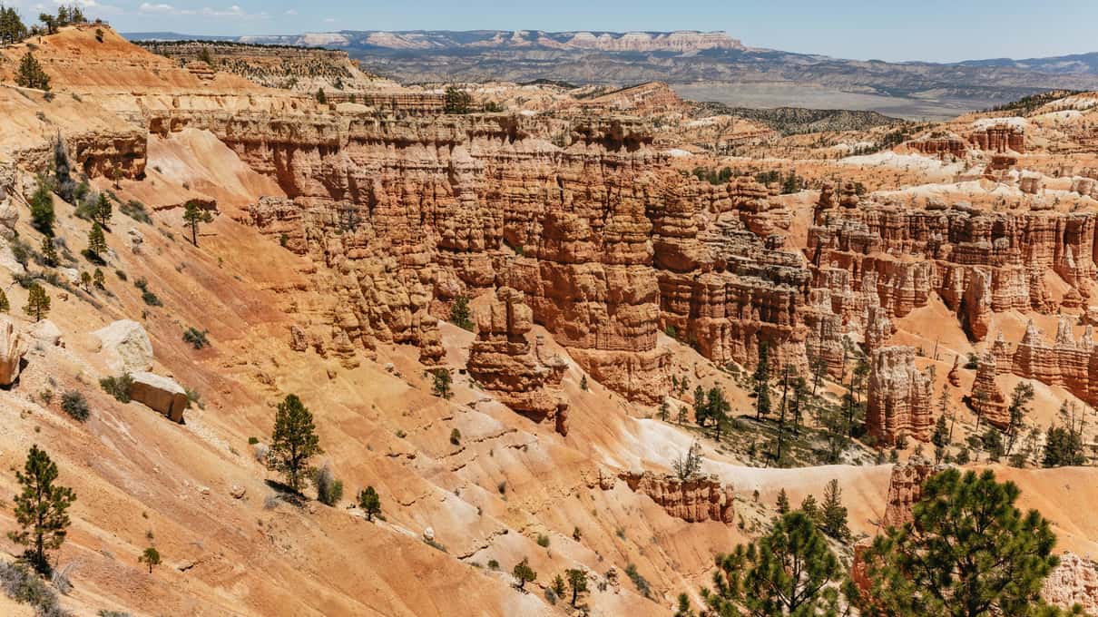 Hileras de hoodoos naranjas y blancos en el anfiteatro de Bryce vistos desde el borde, con pinos abajo y la meseta al fondo