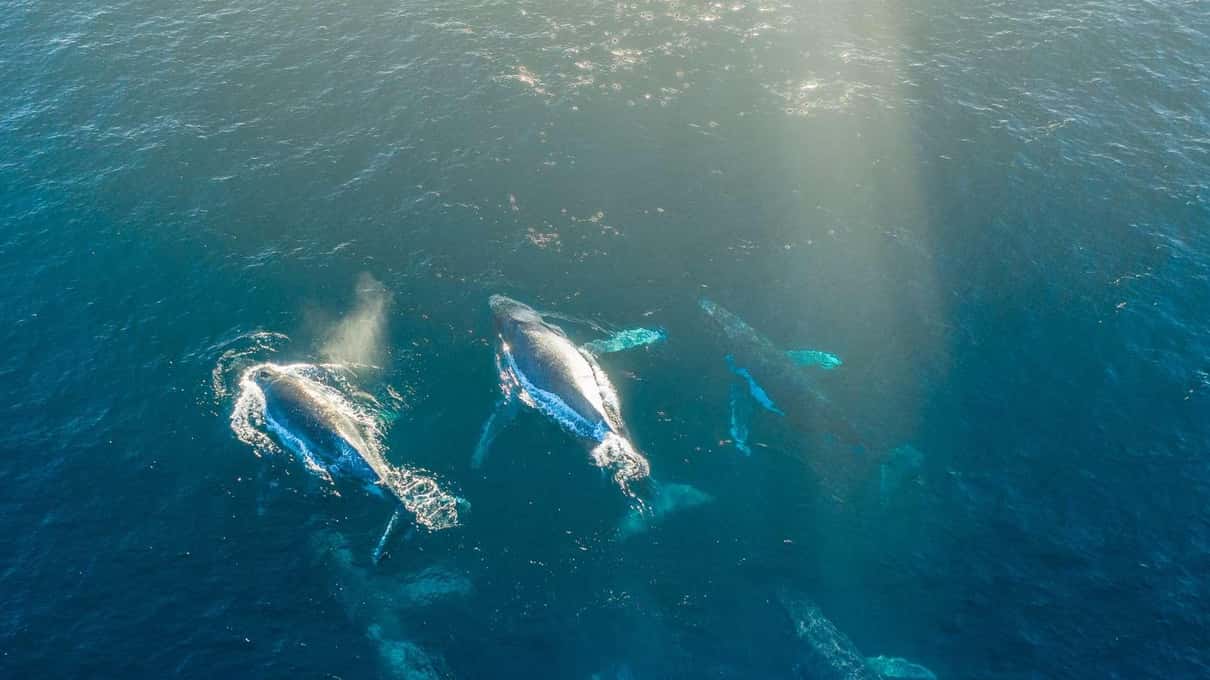 Two whales seen from directly above, gliding side by side through blue-green water lit by shafts of sunlight