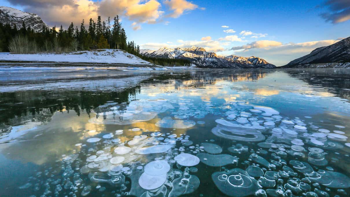 Round white bubbles trapped in clear dark ice at dusk, with a forested shore behind
