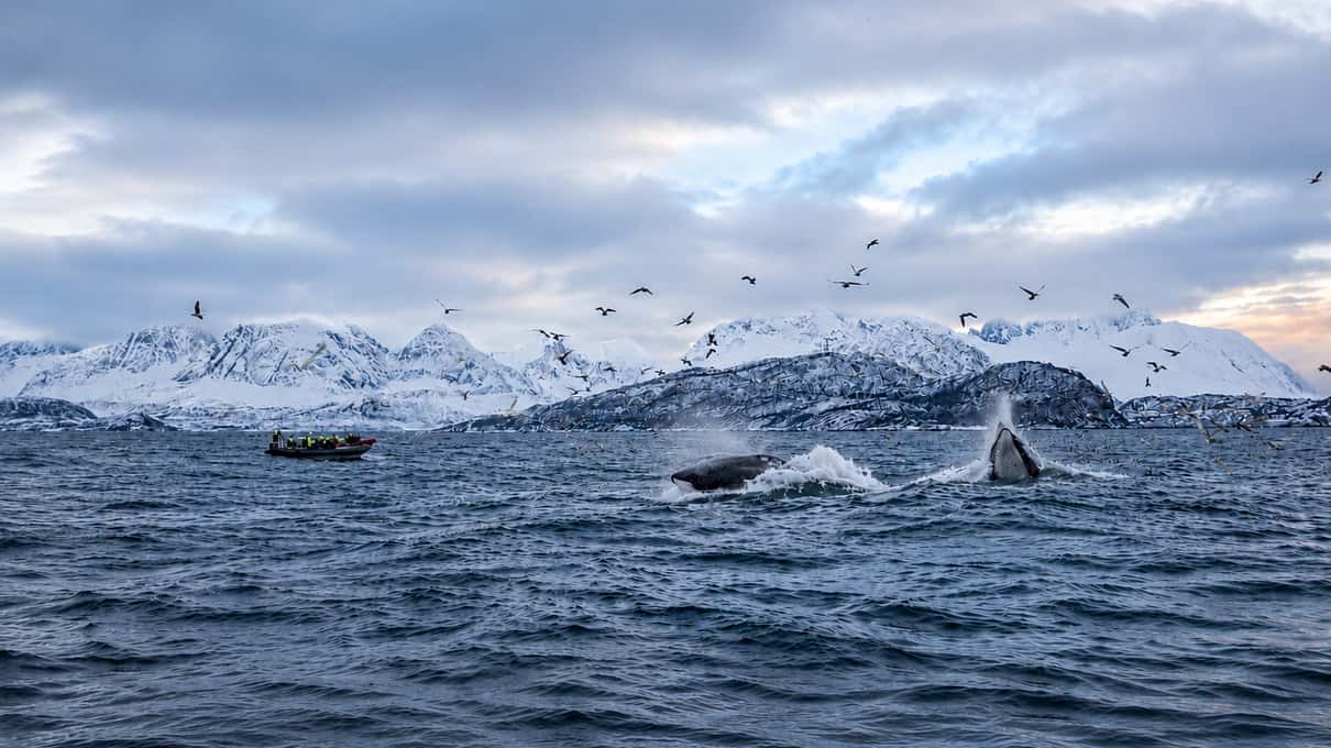 Whales surfacing in a dark fjord under a flock of seabirds, with snowy hills behind them